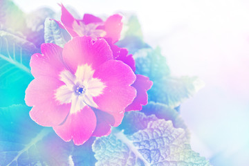 Floral background with beautiful bright spring flowers primrose. Spring landscape.