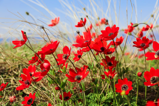 Blooming flowers of poppy anemone. © vikakurylo81