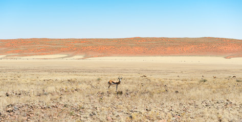 Fototapeta na wymiar springbok namib namibia africa