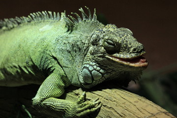 Iguana basking in the sun