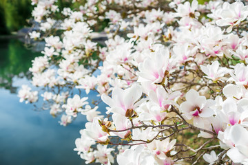 Blooming magnolia in park. Floral background.