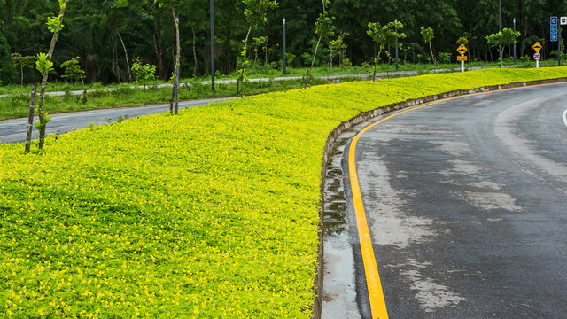 Yellow Weed