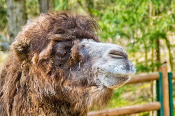 Portrait of a camel