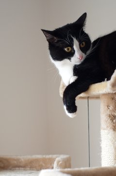 schwarz wei&szlig;e katze