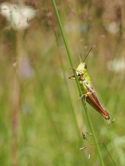 grasshopper