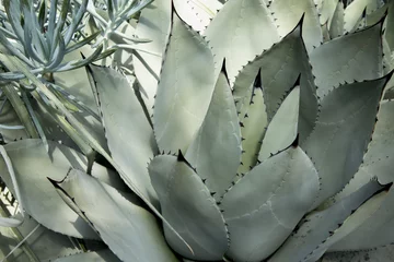 Wandcirkels tuinposter cactus © RICHARD