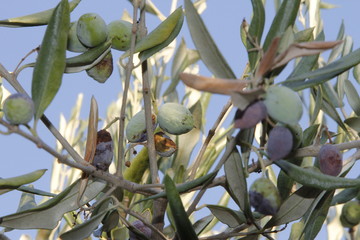 Olivenbaum