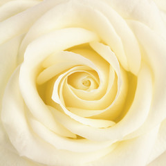 Pastel yellow rose flower close up