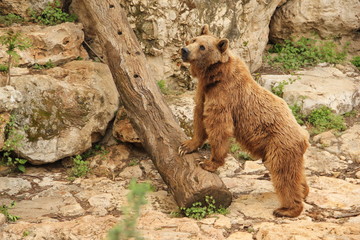 bear brown wild standing