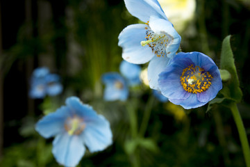 Blue Poppy