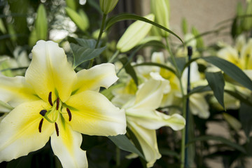 Lily yellow flower
