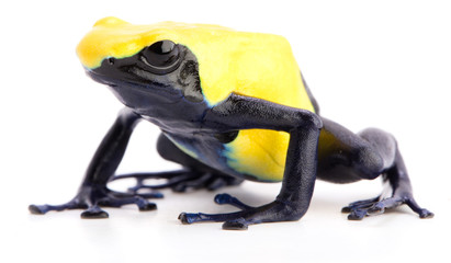 poison dart frog with yellow back, Dendrobates tinctorius citronella isolated on white background. A poisonous animal from the Amazon rain forest of Suriname.