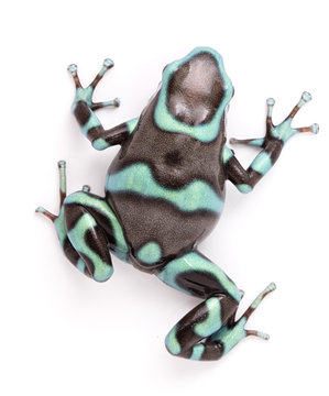 poison dart, Dendrobates auratus bronze morph. A toxic tropical animal from the rain forest of Panama. Isolated on a white background..