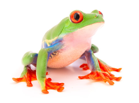 Red eyed tree frog a tropical animal from the endangered rain forest in Costa Rica siolated on white..