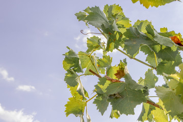 Weintrauben zur Weinlese