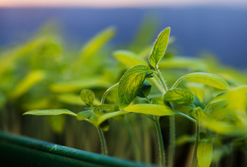 Obraz premium growing seedlings at sunrise- Beginning Of A New Life (plant, growing, sunlight)