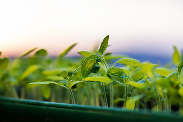growing seedlings at sunrise- Beginning Of A New Life (plant, growing, sunlight)