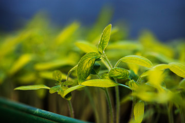 Obraz premium growing seedlings at sunrise- Beginning Of A New Life (plant, growing, sunlight)