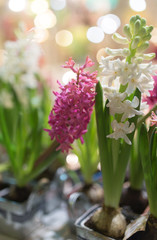 Obraz premium Beautiful flowers are on sale in the store