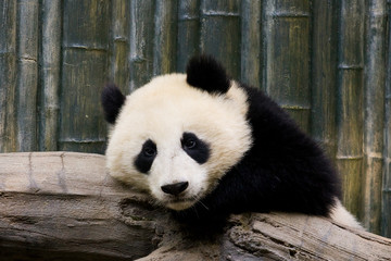 Resting panda