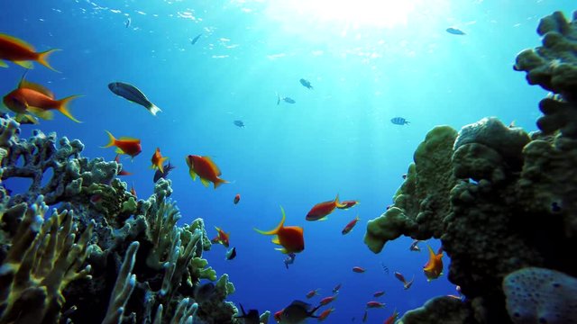Colorful corals and fish. Tropical fish. Underwater life in the ocean.
