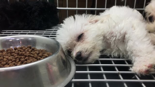 Small dogs sleeping next to bowl of food in metal crate.
