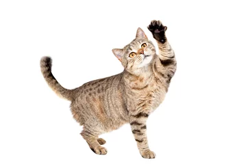 Crédence de cuisine en verre imprimé Chat Funny cat Scottish Straight joue debout isolé sur fond blanc