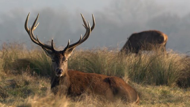 Red deer 