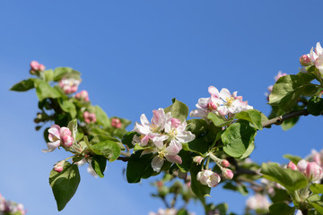 Frühling 421 © K.-U. Häßler