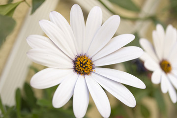 Fototapeta premium flor margarita blanca