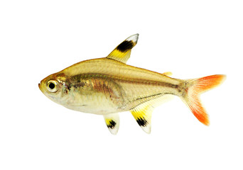 Golden pristella tetra Pristella maxillaris X-ray tetra aquarium fish isolated 