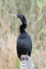 Anhinga