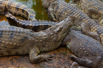 Sleeping crocodiles. Muzzle close-up, texture of crocodile skin. Full crocodiles