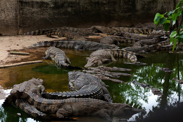 Sleeping crocodiles. Muzzle close-up, texture of crocodile skin. Full crocodiles