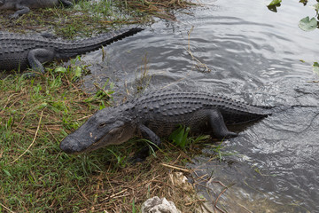 American alligator
