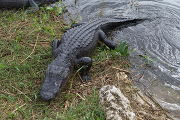 American alligator