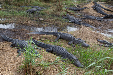 American alligators