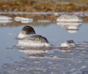 Saltwater lagoon next to the sea and  stones with crystallized salt