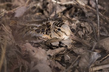 Woodcock at nest 