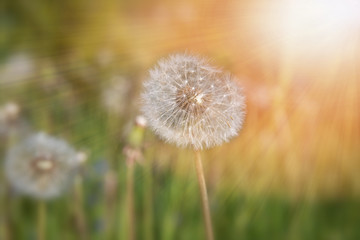 Dandelion on the meadow at sunlight background