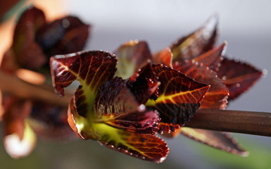 Frühlingserwachen Hortensie Knospen