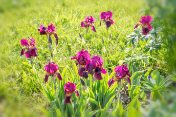 Romantic flowerbed in purple tones.Beautiful colorful  flowers - iris. Spring flowering. Easter,  Mother's, Valentines, Women's, Earh Day.