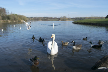 Birds On Lake