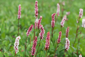 Polygonum caespitosum Flower