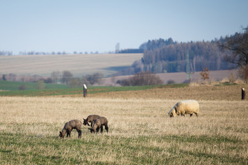 Sheep with lambs on pasture, spring time