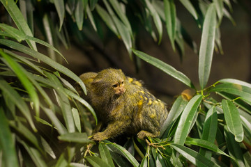 Two little monkeys standing on a green tree in Budapest Tropicarium