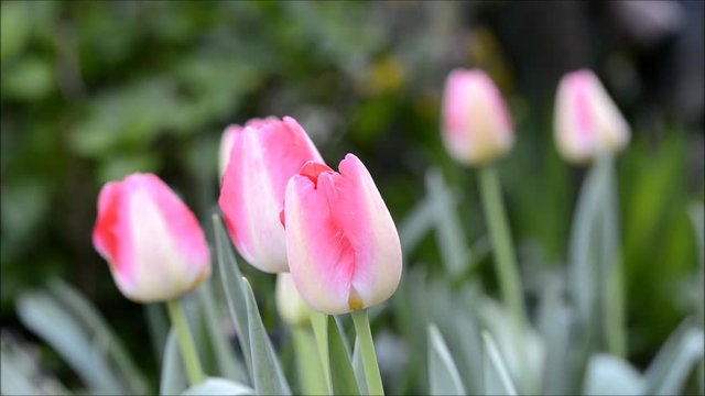 Tulipani mossi dal vento