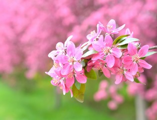 Chinese flowering crab-apple, wild apple flowers