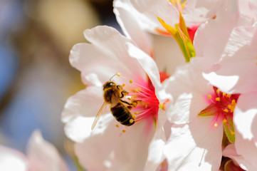 bee in flower of almond.NEF