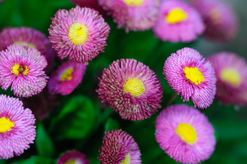 Obraz premium flowers